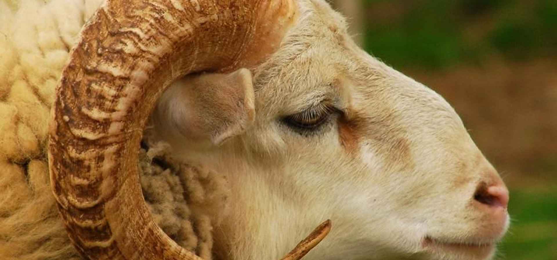 Festa del Sacrificio, racconto famoso nell'Islam e nella Bibbia
